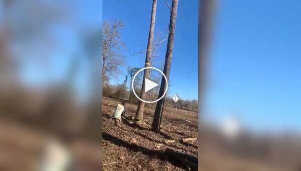 В США мужчина получил тяжелые травмы при попытке спилить дерево