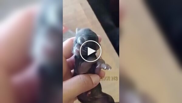 В Бразилии родился котенок-циклоп