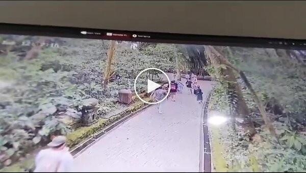 A tree fell on a group of tourists in Bali