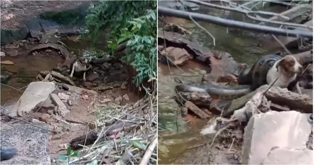 Анаконда чуть не задушила собаку (2 фото + 1 видео)