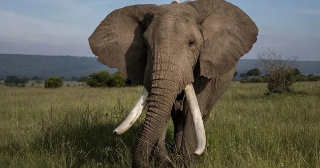 Elephants trampled a tourist in South Africa (3 photos)