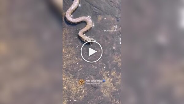 Змея и лягушка: настоящая битва за выживание