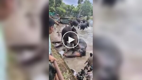 В Індії туристи купалися із „прирученими“ слонами у парку