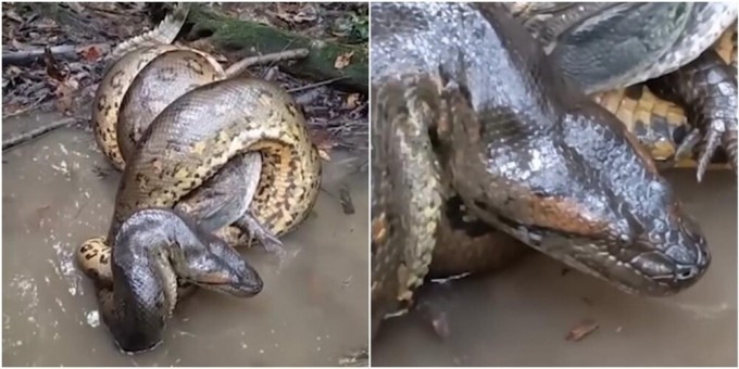 A giant anaconda killed a caiman in its “embrace” (5 photos + 1 video)