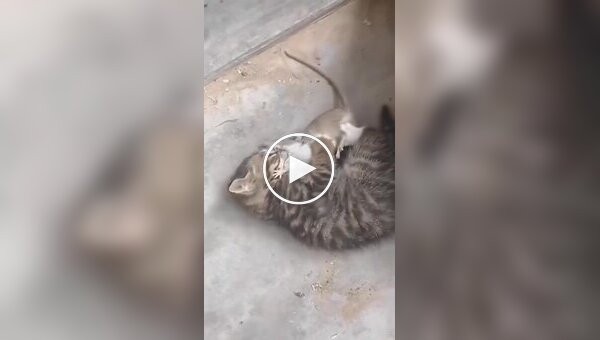 A hunter from the cradle: a small kitten caught a mouse