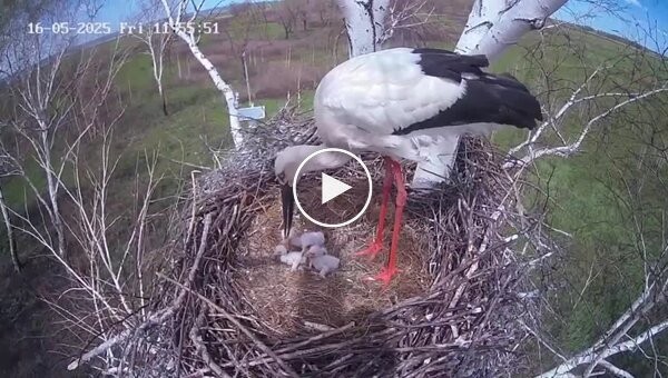 Аист выбросил птенца из гнезда