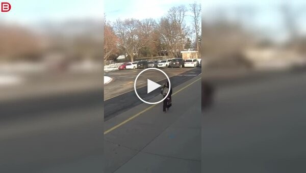 Ротвейлер напал на женщину возле начальной школы в США