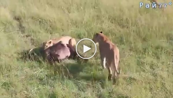 Buffalo left lionesses without prey and stole her cub from them