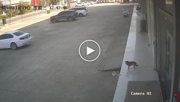 Парень пожалел, что решил обидеть собаку