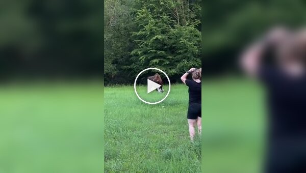 Зубр напав на поляка