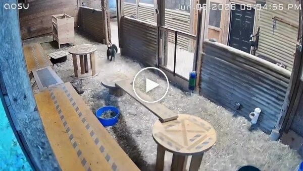 Фермерша не дала свою козу в обиду