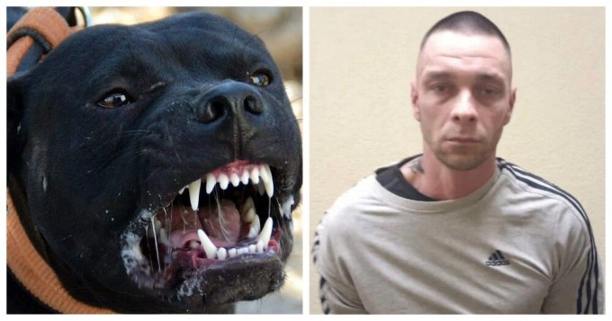 “Get him away from me!”: a resident of St. Petersburg set a pit bull on passers-by because of a comment about the muzzle (2 photos + 1 video)