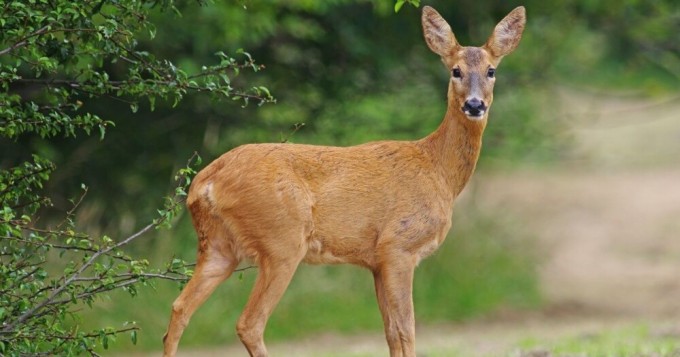 Two people died from a virus that turns deer into “zombies” (4 photos)