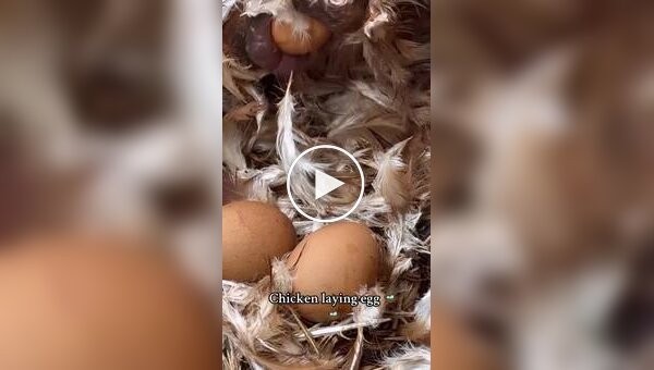 How chickens lay eggs