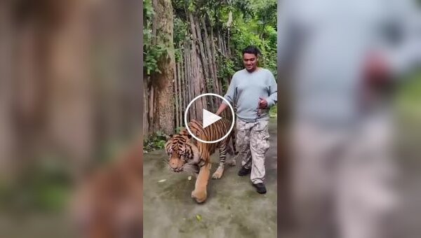 Тигр напал на туриста в Таиланде