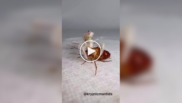 Praying mantis and cockroach.