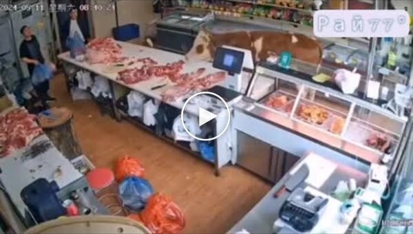 An escaped cow raided a butcher's shop