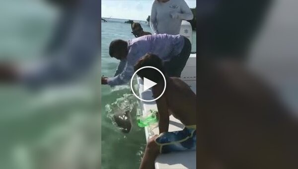 A Florida resident decided to play with a small shark and lost his little finger