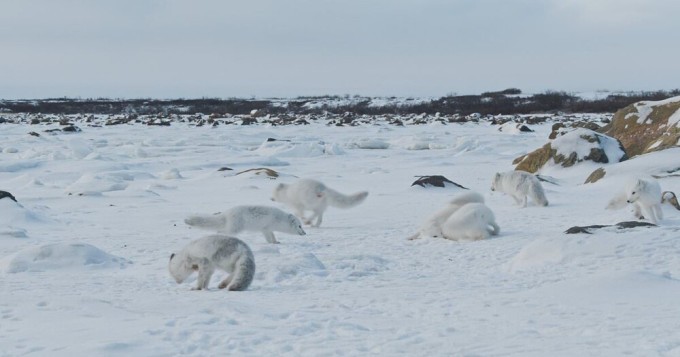 A harsh scene from the animal world: cannibalism among Arctic foxes amid a lack of food (8 photos + 2 videos)