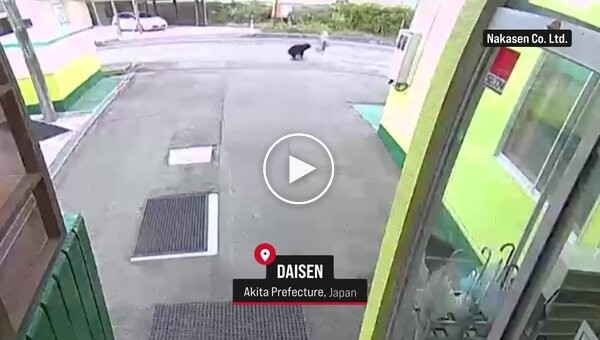 Нападение медведя на старушку попало на видео