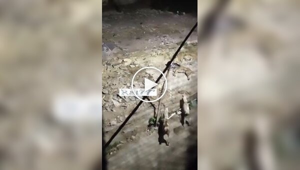Собаки отвлекли внимание леопарда от другого пса, чем спасли жизнь соплеменнику