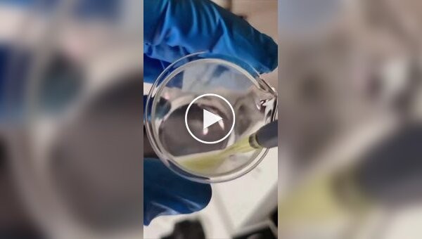 Не просто приправа: чили против паразитов