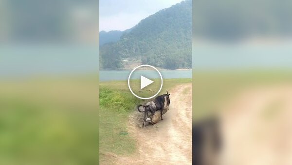 A wildebeest chases a lioness