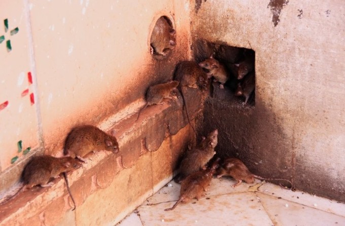 In Russia, a pensioner bred hundreds of rats at home thinking they were mongooses (2 photos + 2 videos)