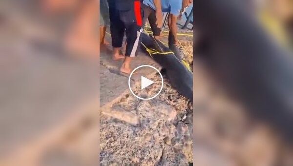 In Egypt, a shark that had been terrorizing tourists was caught.