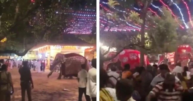 Enraged elephants injured 13 people in Sri Lanka (5 photos + 1 video)