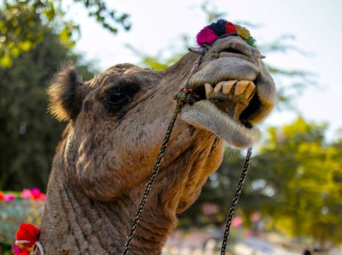 What can a camel's teeth do? (8 photos)