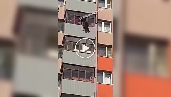 Собака выпала с балкона в Подмосковье