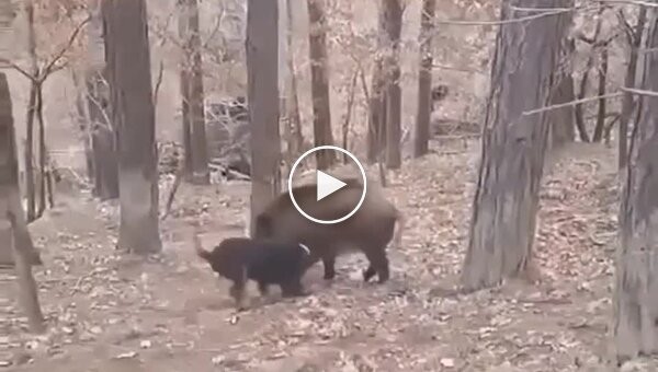 Мисливець взяв свого собаку на полювання і ось, що з цього вийшло.