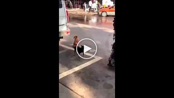 Dog was hit by a car.