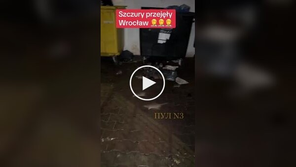 Нашествие крыс в польском городе