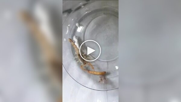 A Russian woman received a live scorpion in a parcel with plates from Uzbekistan