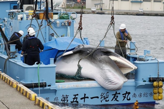 The national complexes of the Japanese doomed whales to death (6 photos)