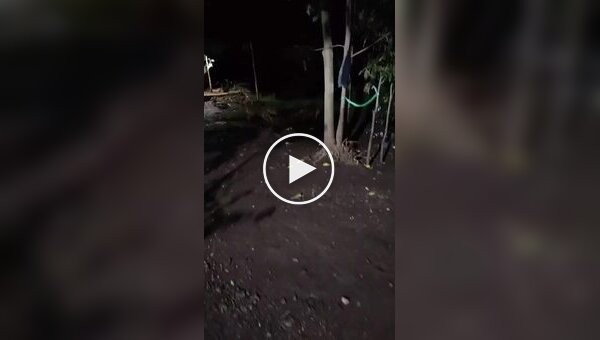 Бездомная собака победила напавшего на нее леопарда