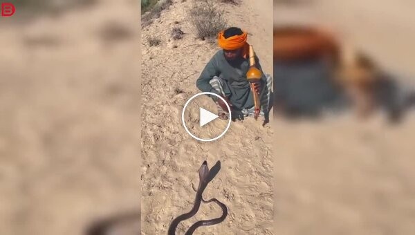 Заклинатель змей едва увернулся от атаки кобры во время выступления