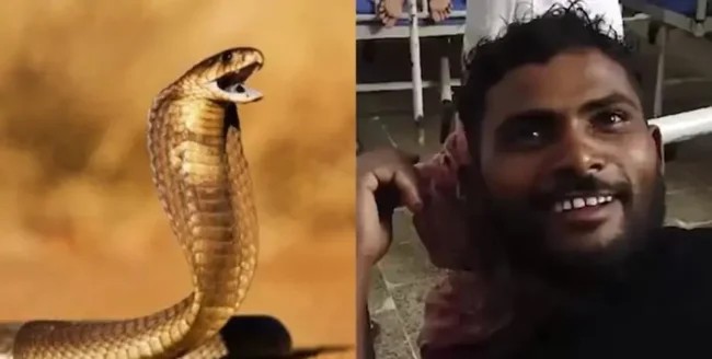 In India, a snake bit a man, and he bit her back three times (2 photos)