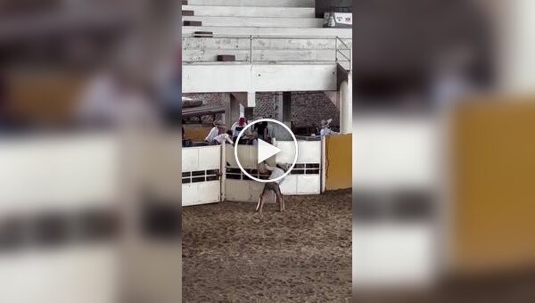 Лошадь укусила и ударила ковбоя на соревнованиях в Техасе