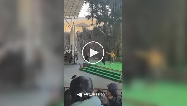 Медведь напал на дрессировщика во время шоу в сафари-парке в Китае