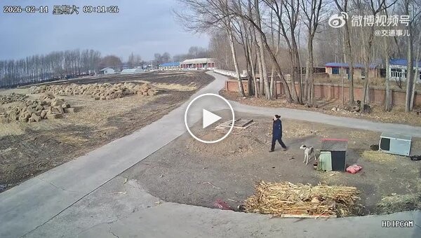 Пес навел суету