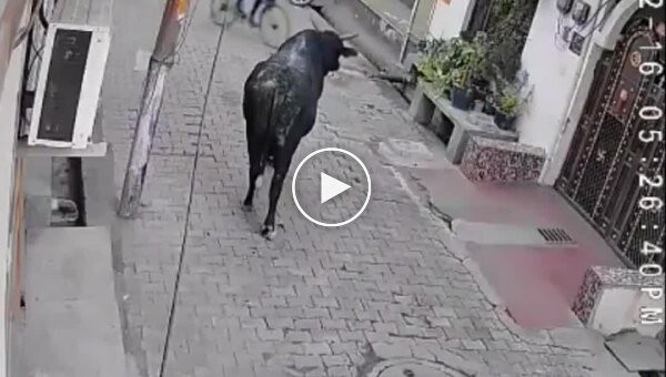 Дед напал на быка и был наказан