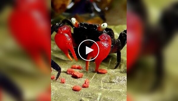 Филиппинская фудблогерша умерла, наевшись ядовитых морских гадов для роликов