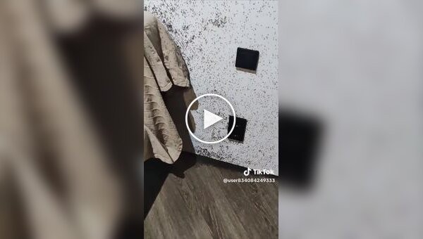 Creepy footage from Gomel: a Belarusian woman showed a “living carpet” of midges