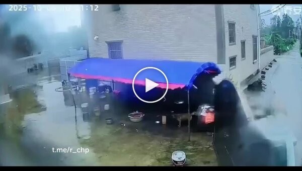 Сильный ветер едва не погубил собаку