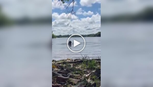 A capybara attacked a girl in Colombia