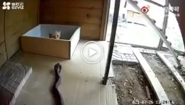 A cat saves her kittens from a cobra attack