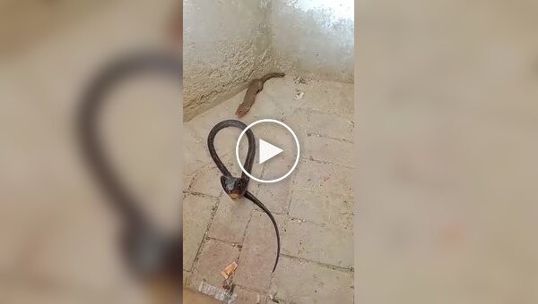 Mongoose vs. Cobra: Speed, Reflexes, and Immunity to Venom